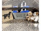 Goldendoodle PUPPY FOR SALE ADN-789797 - Premium Goldendoodle Pups Delivered