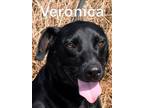 Adopt Veronica a Labrador Retriever, Shepherd