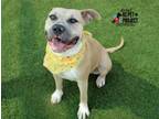 Adopt Ariel a Pit Bull Terrier, Mixed Breed