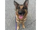Adopt Layla a German Shepherd Dog