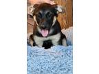 Adopt Abby - The A's a German Shepherd Dog, Mixed Breed
