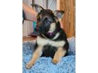 Adopt Amelia - The A's a German Shepherd Dog, Mixed Breed