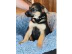 Adopt Angel - The A's a German Shepherd Dog, Mixed Breed
