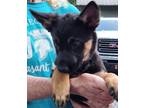 Adopt Arial - The A's a German Shepherd Dog, Mixed Breed