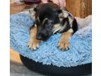 Adopt Avery - The A's a German Shepherd Dog, Mixed Breed