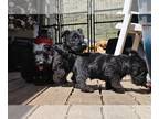 Scottish Terrier PUPPY FOR SALE ADN-789609 - Scottish Terrier Puppy
