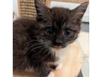 Adopt Pasta Kittens: Gnocchi a Domestic Short Hair