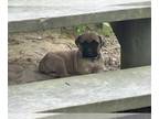 Mastiff PUPPY FOR SALE ADN-789676 - Cane corsoEnglish mastiff mix