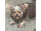 Adopt Ginger Rogers a Yorkshire Terrier, West Highland White Terrier / Westie