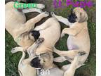 Mastiff PUPPY FOR SALE ADN-789779 - AKC English Mastiffs