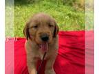 Golden Retriever PUPPY FOR SALE ADN-789780 - AKC Registered Golden Retriever