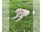 Great Pyrenees PUPPY FOR SALE ADN-789782 - Griff