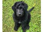 Aussiedoodle PUPPY FOR SALE ADN-789783 - Waylon