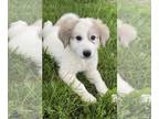Great Pyrenees PUPPY FOR SALE ADN-789784 - Gus