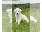 Great Pyrenees PUPPY FOR SALE ADN-789786 - Gina