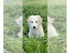 Great Pyrenees PUPPY FOR SALE ADN-789787 - Gabby