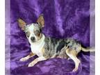 Chihuahua PUPPY FOR SALE ADN-789789 - Female blue merle chihuahua