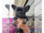 French Bulldog PUPPY FOR SALE ADN-789793 - 3 Male Puppies available