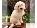 Bernedoodle (Miniature) PUPPY FOR SALE ADN-789795 - Titoes