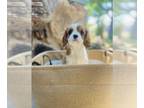 Cavalier King Charles Spaniel PUPPY FOR SALE ADN-789816 - AKC King Charles