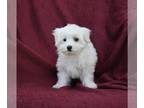 Maltese PUPPY FOR SALE ADN-789822 - ACA Registered Maltese For Sale Baltic OH