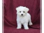 Maltese PUPPY FOR SALE ADN-789824 - ACA Registered Maltese For Sale Baltic OH