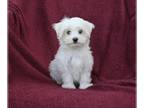 Maltese PUPPY FOR SALE ADN-789826 - ACA Registered Maltese For Sale Baltic OH