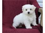Maltese PUPPY FOR SALE ADN-789827 - ACA Registered Maltese For Sale Baltic OH