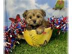 Morkie PUPPY FOR SALE ADN-789829 - Lil JitterBug 16 ounces