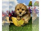 Morkie PUPPY FOR SALE ADN-789831 - Lil Jocko MEMORIAL DAY SPECIAL