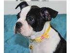 Boston Terrier PUPPY FOR SALE ADN-789833 - Holly