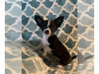 Chihuahua PUPPY FOR SALE ADN-789836 - Male Chihuahua Eddy