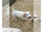 Great Pyrenees PUPPY FOR SALE ADN-789841 - Bailey is looking for a forever