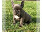 French Bulldog PUPPY FOR SALE ADN-789846 - Liam