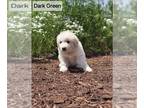 Great Pyrenees PUPPY FOR SALE ADN-789851 - Maggie needs a new home