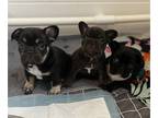 French Bulldog PUPPY FOR SALE ADN-789852 - French Bulldog Puppies AKC Registered