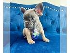 French Bulldog PUPPY FOR SALE ADN-789880 - BLUE FAWN CUTIE