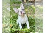 French Bulldog PUPPY FOR SALE ADN-789912 - Merle and Blues