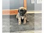 Mastiff PUPPY FOR SALE ADN-789913 - AKC English Mastiff Puppies