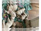 Labrador Retriever PUPPY FOR SALE ADN-789921 - Juliettes Litter