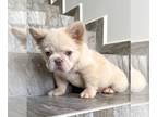 French Bulldog PUPPY FOR SALE ADN-789940 - CREAM FLUFFY MALE