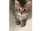 Adopt Rosemary a Domestic Medium Hair