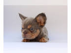 French Bulldog PUPPY FOR SALE ADN-789954 - Cosmo Lilac Fluffy