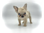 French Bulldog PUPPY FOR SALE ADN-789961 - Coco Merle Fluffy Micro