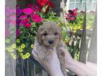 Cavapoo PUPPY FOR SALE ADN-789963 - Female Cavapoo