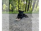 German Shepherd Dog PUPPY FOR SALE ADN-789964 - German Shepherd Litter of 12