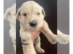Golden Retriever PUPPY FOR SALE ADN-789974 - Golden Retriever puppies