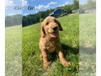 Goldendoodle PUPPY FOR SALE ADN-789979 - GoldenDoodle Black and Red