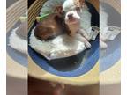 Boston Terrier PUPPY FOR SALE ADN-789988 - Ckc chocolate Boston terrier