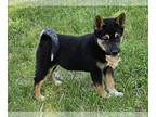 Shiba Inu PUPPY FOR SALE ADN-789990 - Shiba Inu puppy for sale